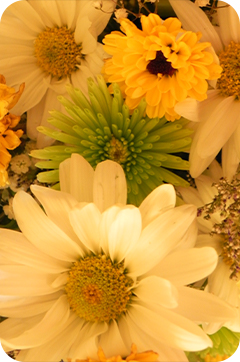 Rounded Rectangle 31