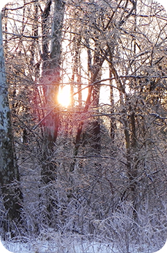 Rounded Rectangle 34