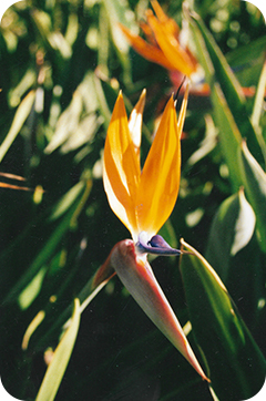 Rounded Rectangle 36